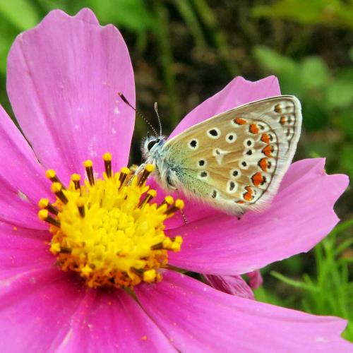 Réf. 308 868 : Polyommatus icarus